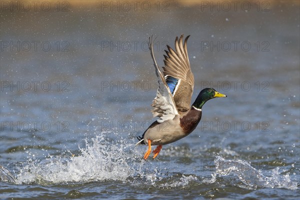 Mallard (Anas platyrhynchos)