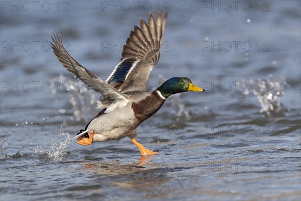 Mallard (Anas platyrhynchos)