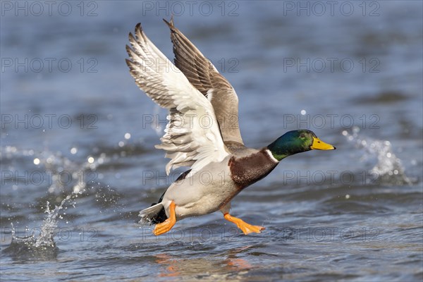 Mallard (Anas platyrhynchos)