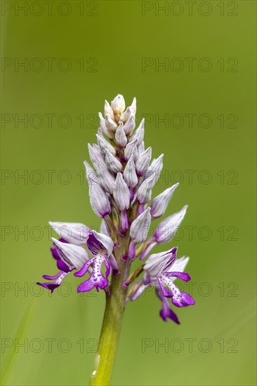 Military orchid (Orchis militaris)