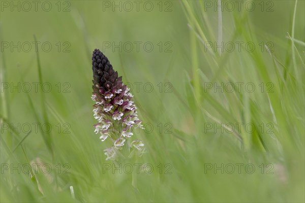 Burnt-tip orchid (Neotinea ustulata) in grass