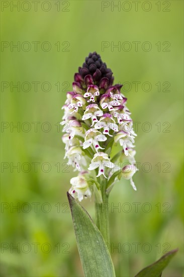 Burnt-tip orchid (Neotinea ustulata)