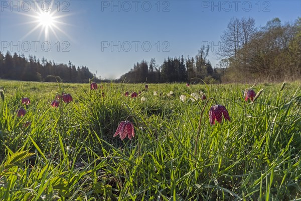 Snake's head fritillaries (Fritillaria meleagris) in a meadow