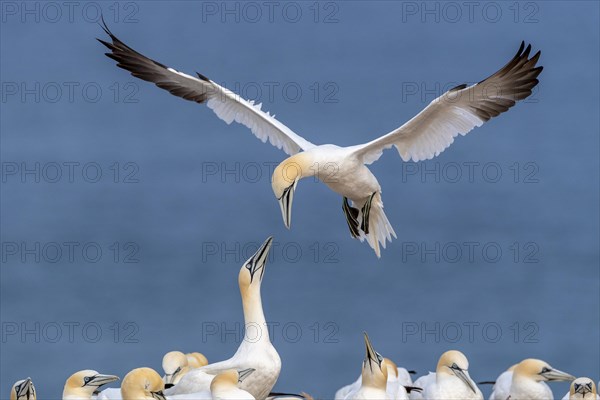 Northern gannet (Morus bassanus) approaching