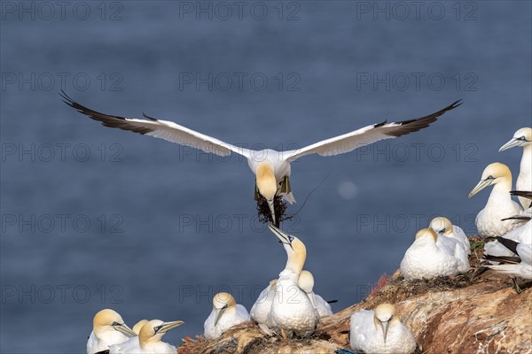 Northern gannet (Morus bassanus) with nesting material in approach