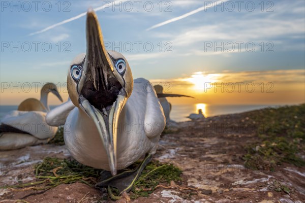 Northern gannet (Morus bassanus) with open beak