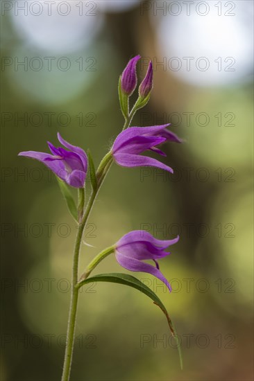 Red helleborine (Cephalanthera rubra)