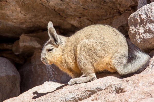 Mountain viscacha