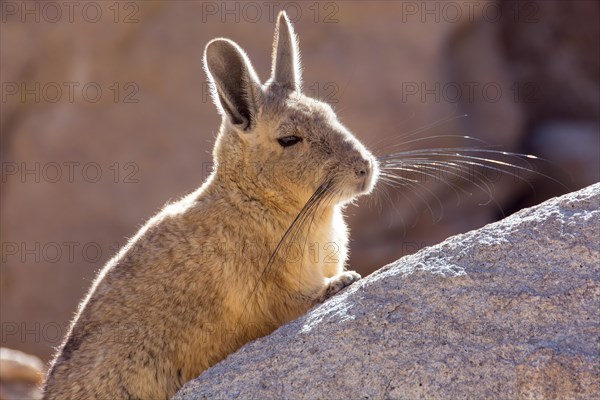 Mountain viscacha