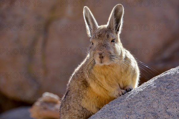 Mountain viscacha