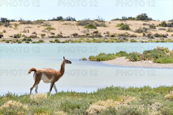 Guanaco (Lama guanicoe) on the water