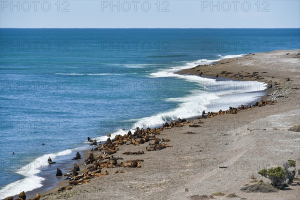 Sea lion colony (Otaria flavescens) near Punta Norte