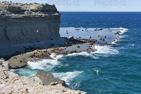 Sea lion colony (Otaria flavescens) near Puerto Piramides