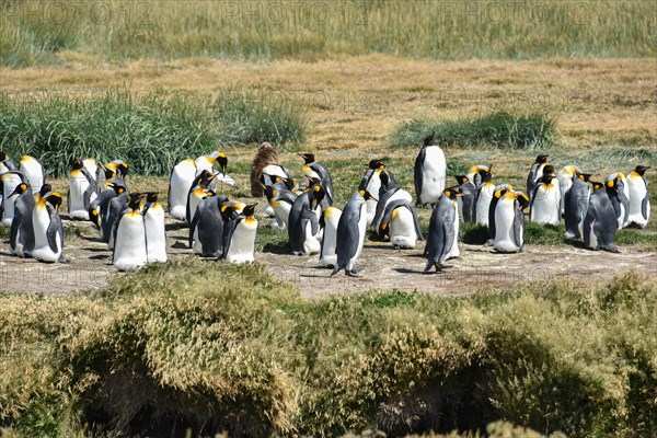 King penguins (Aptenodytes patagonicus)