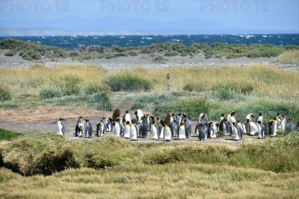 King penguins (Aptenodytes patagonicus)