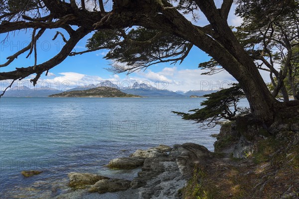 Tree at Beagle Channel at Fin del Mundo