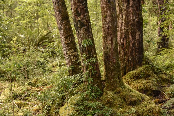 Temperate rainforest