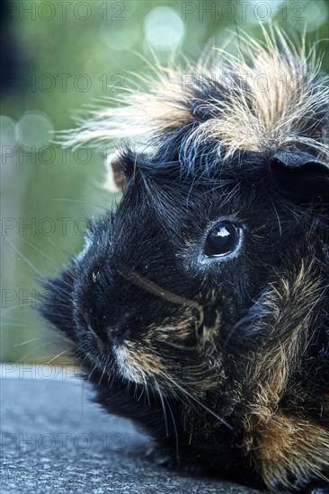 Rosette Guinea Pig (Cavia porcellus)