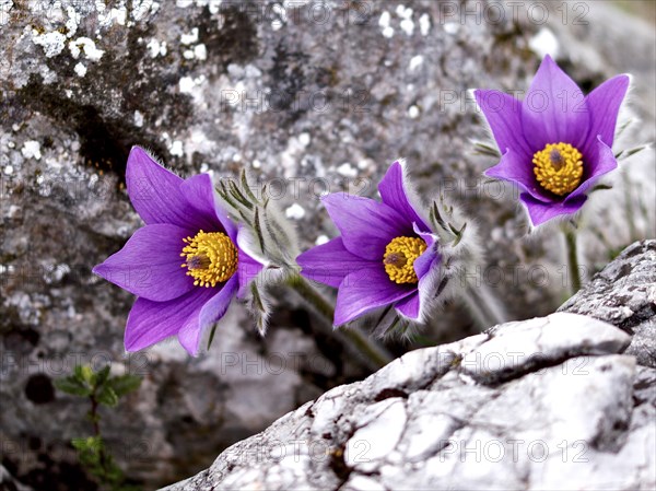 Pasque flower (Pulsatilla vulgaris) grows between rocks