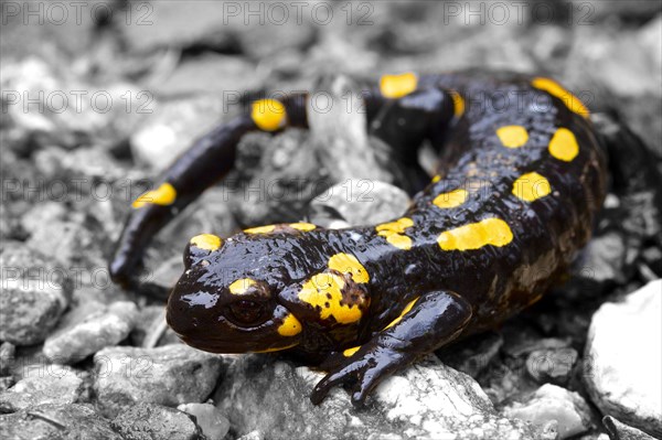 Fire salamander (Salamandra salamandra)