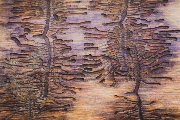 Larval ducts of European spruce bark beetle (Ips typographus) in wood