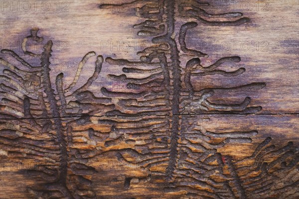 Larval ducts of European spruce bark beetle (Ips typographus) in wood