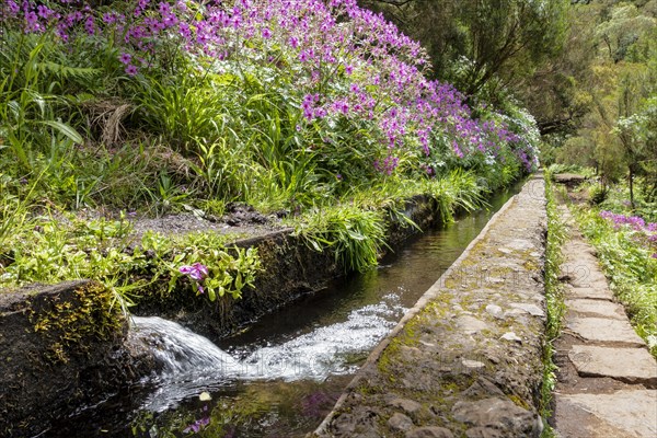 Levada in the Rabacal Valley near Calheta