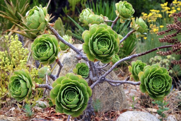 Tree aeonium (Aeonium arboreum)