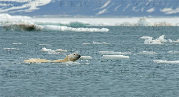 Polar bear (Ursus maritimus) swims