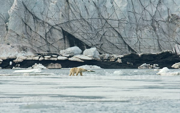 Polar bear (Ursus maritimus)