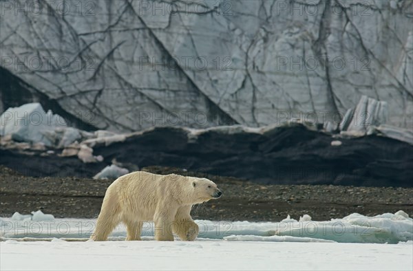 Polar bear (Ursus maritimus)