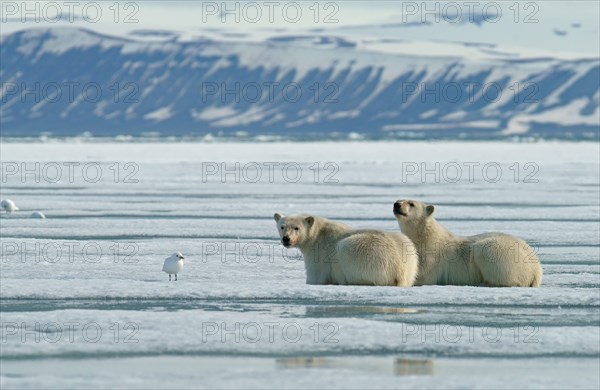 Polar bearn (Ursus maritimus)