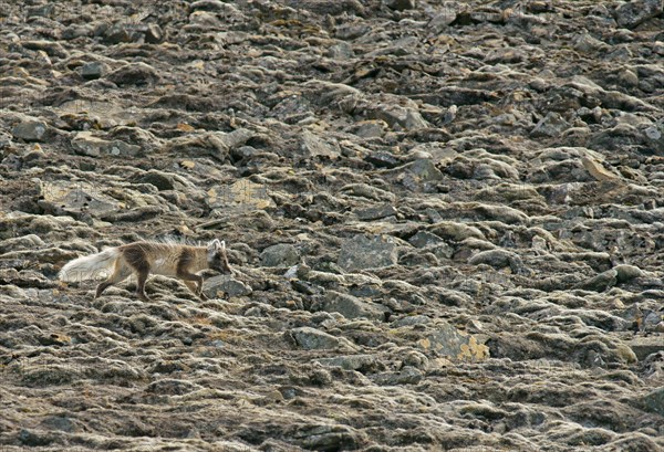 Arctic fox (Vulpes lagopus)