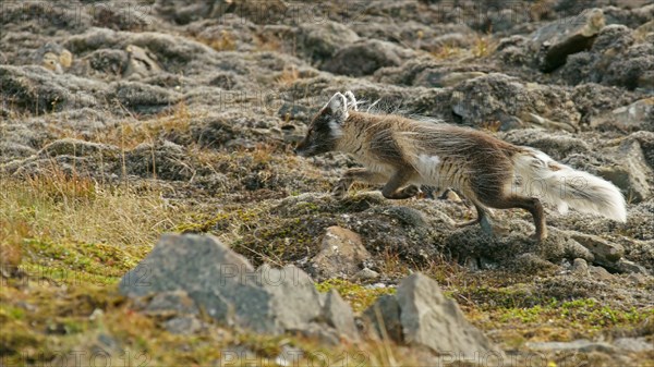 Arctic fox (Vulpes lagopus)