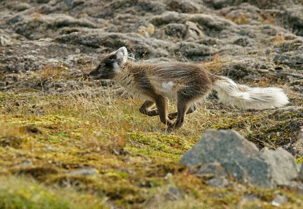 Arctic fox (Vulpes lagopus)