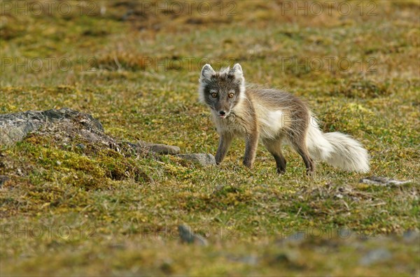 Arctic fox (Vulpes lagopus)