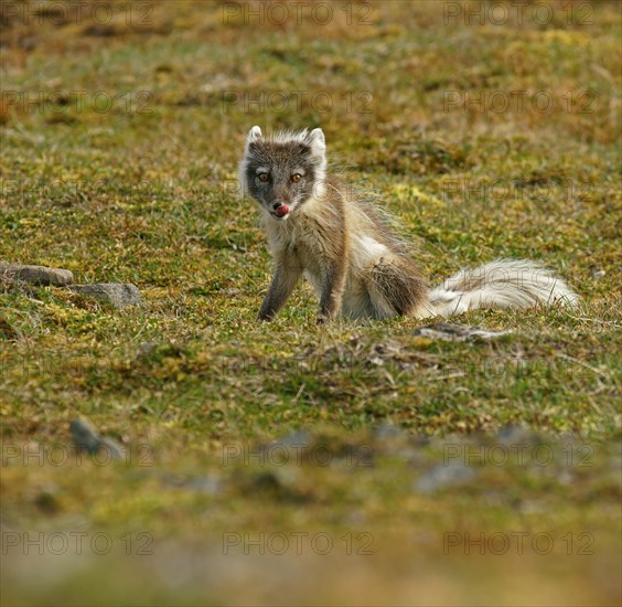 Arctic fox (Vulpes lagopus)