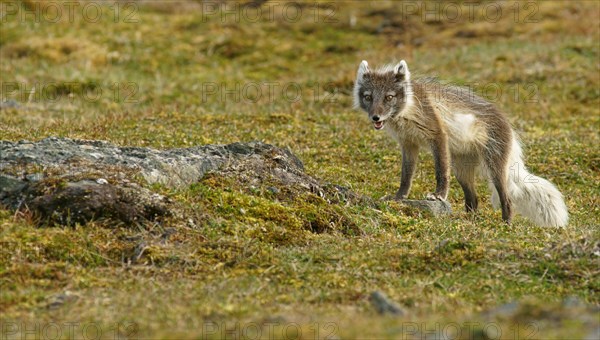 Arctic fox (Vulpes lagopus)