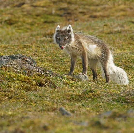 Arctic fox (Vulpes lagopus)