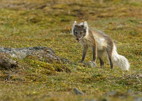 Arctic fox (Vulpes lagopus)