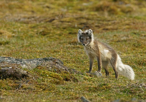 Arctic fox (Vulpes lagopus)