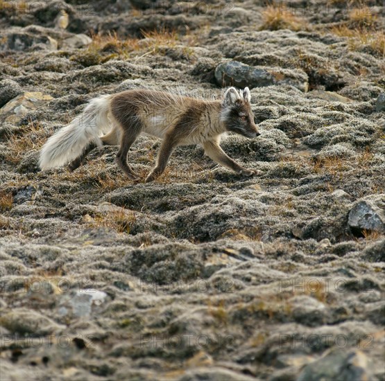 Arctic fox (Vulpes lagopus)