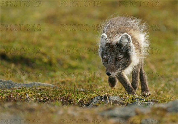 Arctic fox (Vulpes lagopus)