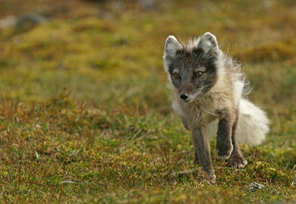 Arctic fox (Vulpes lagopus)