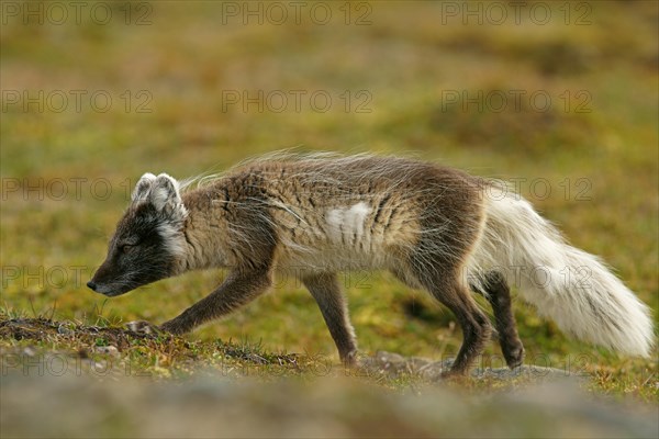 Arctic fox (Vulpes lagopus)