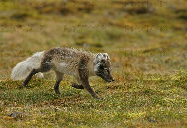 Arctic fox (Vulpes lagopus)