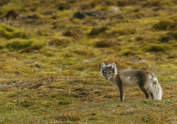 Arctic fox (Vulpes lagopus)