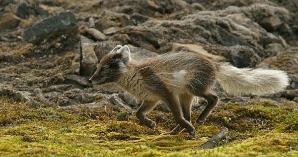 Arctic fox (Vulpes lagopus)