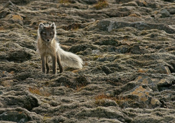 Arctic fox (Vulpes lagopus)