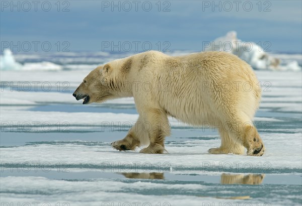 Polar bear (Ursus maritimus)